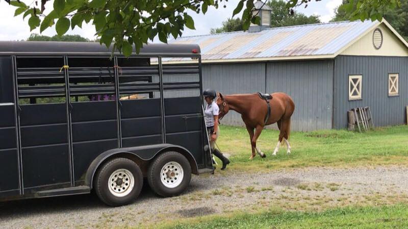 Thera-Tree® for Trailering Your Horse