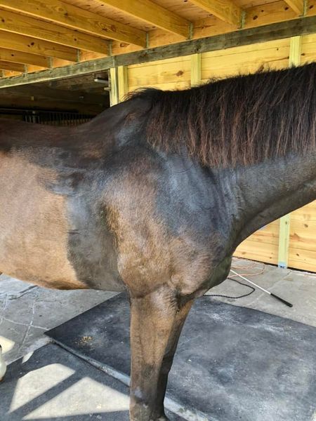 Thera-Tree helps Gelding with Anhidrosis
